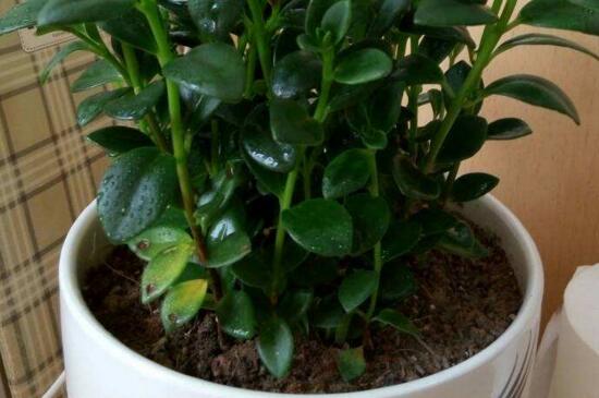 金鱼草吊兰如何养,土壤肥沃充足光照