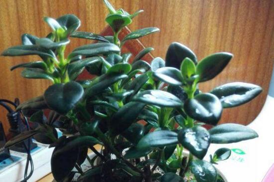 金鱼草吊兰如何养,土壤肥沃充足光照