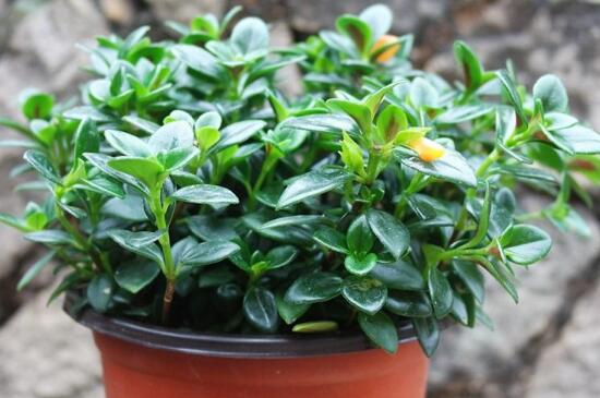 金鱼草吊兰如何养,土壤肥沃充足光照