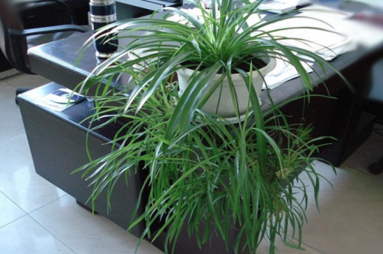 如何让吊兰矮粗,增加光照并修剪气根