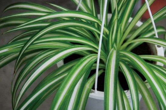 如何让吊兰矮粗,增加光照并修剪气根