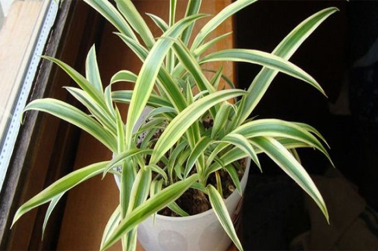 如何让吊兰矮粗,增加光照并修剪气根