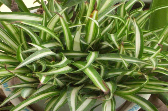 如何让吊兰矮粗,增加光照并修剪气根