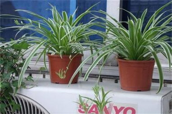 吊兰太茂盛了如何修剪,五步修剪使其美观