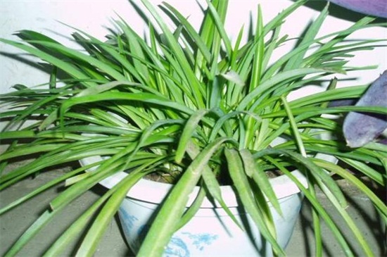 吊兰太茂盛了如何修剪,五步修剪使其美观