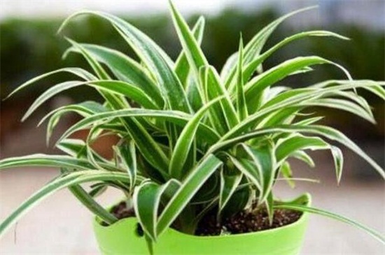 吊兰太茂盛了如何修剪,五步修剪使其美观