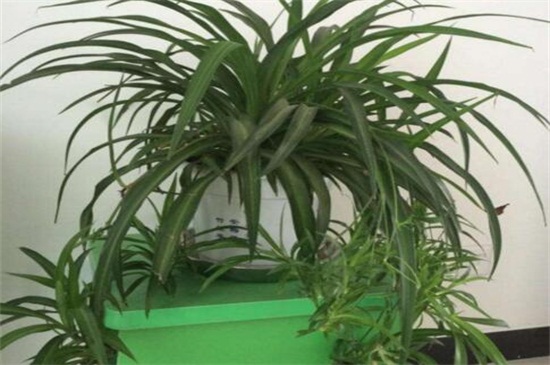 吊兰太茂盛了如何修剪,五步修剪使其美观