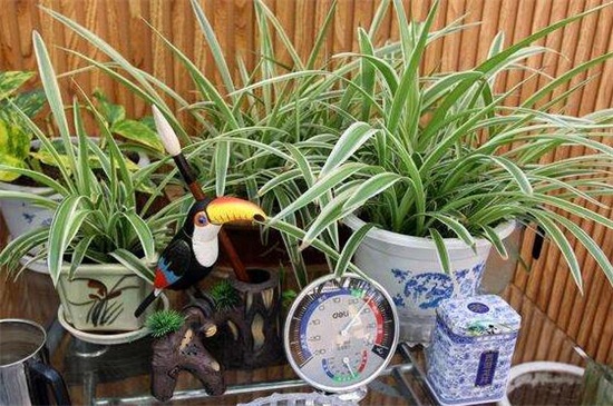 吊兰如何修剪好看，4个步骤修剪促使生长茂盛