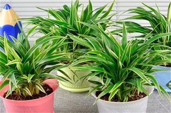 吊兰如何修剪好看，4个步骤修剪促使生长茂盛