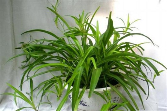 如何让吊兰多长小吊兰，做好五点即可让小吊兰增多