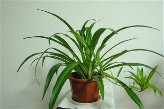 如何让吊兰多长小吊兰，做好五点即可让小吊兰增多