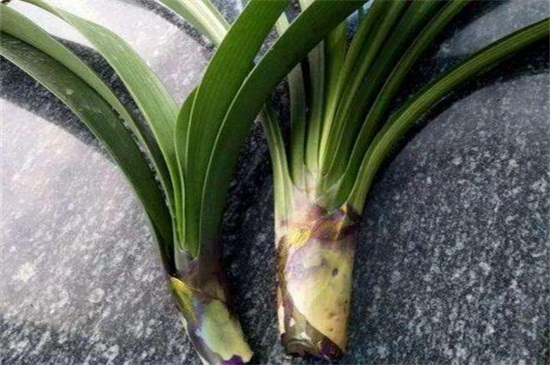 吊兰根剪断了还能活吗,细心养护可再次成活