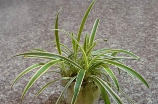 吊兰根剪断了还能活吗,细心养护可再次成活