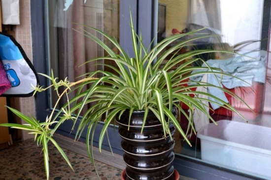 土培吊兰夏季如何养,提高湿度背光养殖