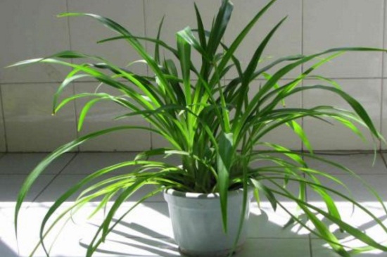 土培吊兰夏季如何养,提高湿度背光养殖