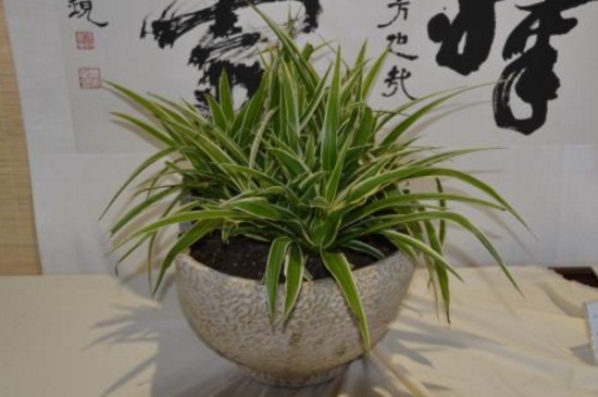 土培吊兰夏季如何养,提高湿度背光养殖