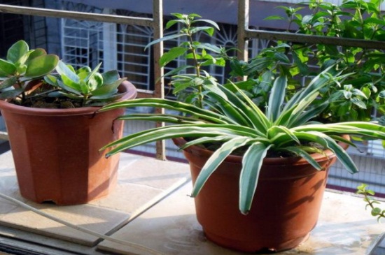 土培吊兰夏季如何养,提高湿度背光养殖