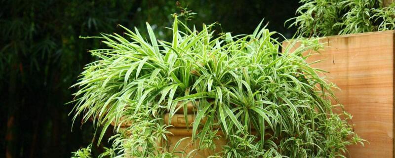 吊兰不抽条如何回事