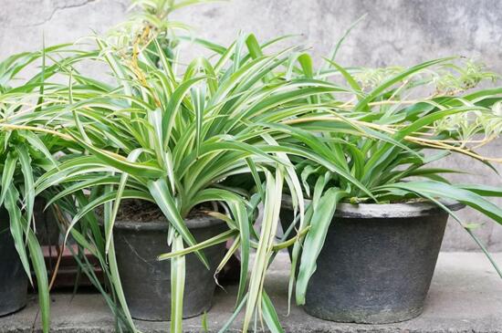 吊兰不抽条如何回事