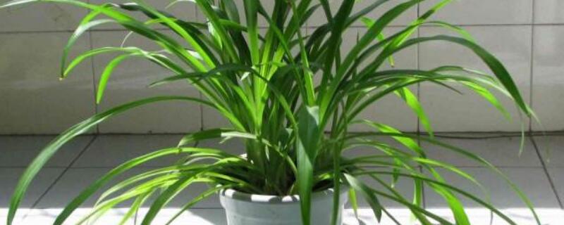 冬季容易养的盆栽