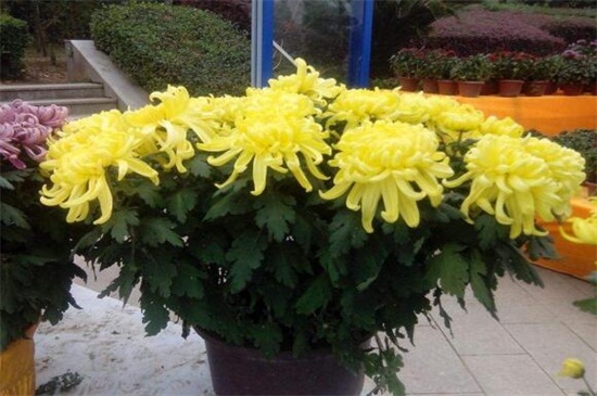 冬季容易养的盆栽