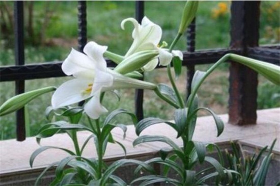 冬季容易养的盆栽