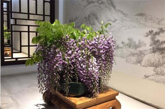 冬季容易养的盆栽