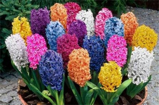 冬季容易养的盆栽