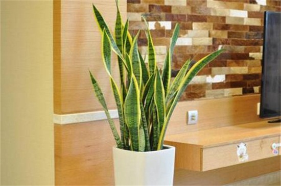 冬季容易养的盆栽