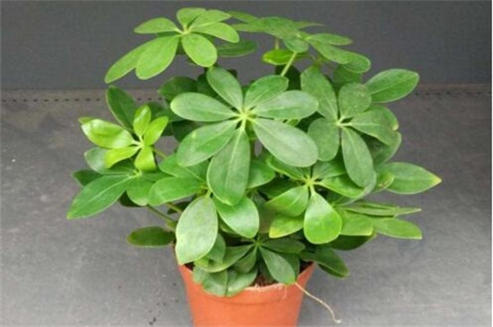 冬季容易养的盆栽