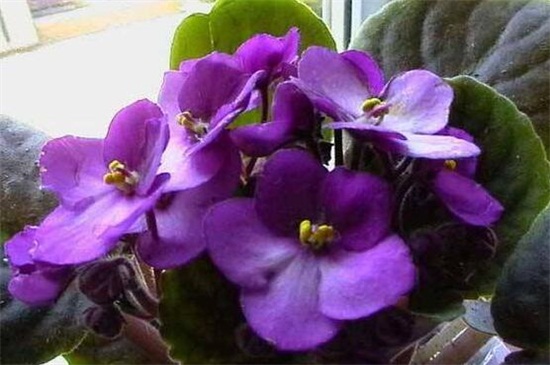 冬季容易养的盆栽