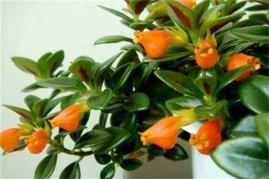 金鱼吊兰如何养才开花