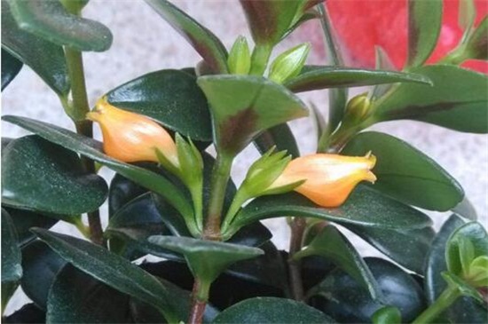 金鱼吊兰如何养才开花