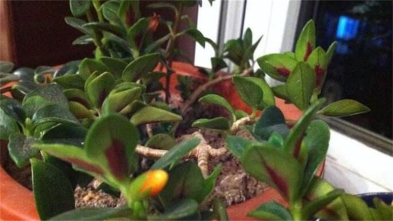 金鱼吊兰花苞干掉枯萎如何办