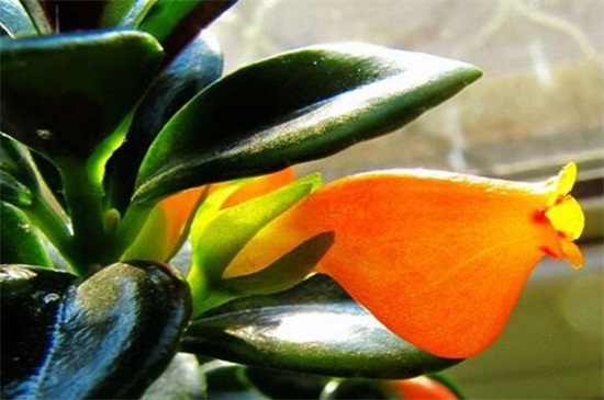 金鱼吊兰花苞干掉枯萎如何办