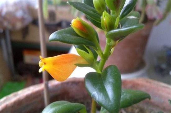 金鱼吊兰花苞干掉枯萎如何办