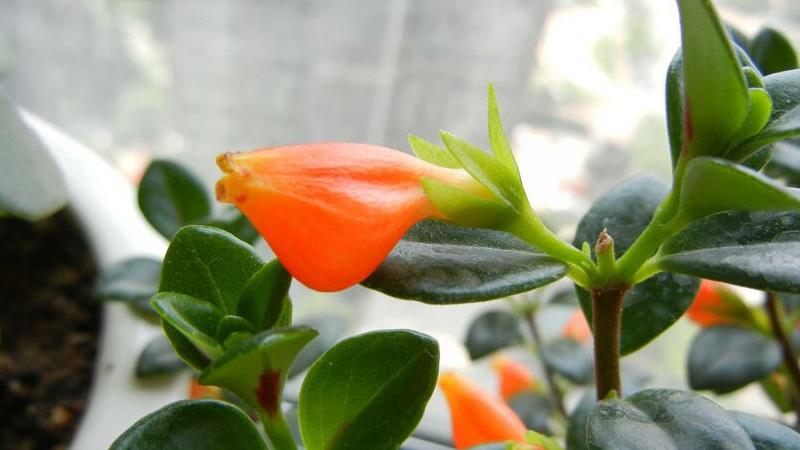 金鱼吊兰不开花如何办