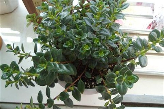 金鱼吊兰不开花如何办