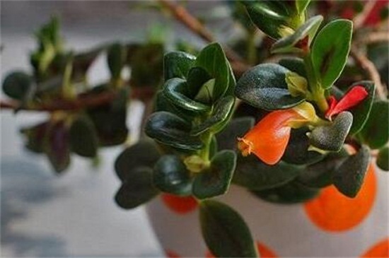 金鱼吊兰不开花如何办