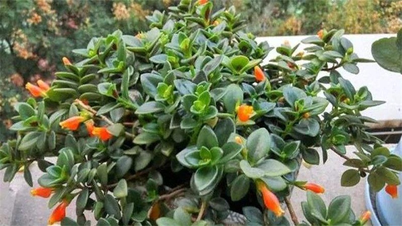 金鱼吊兰如何养