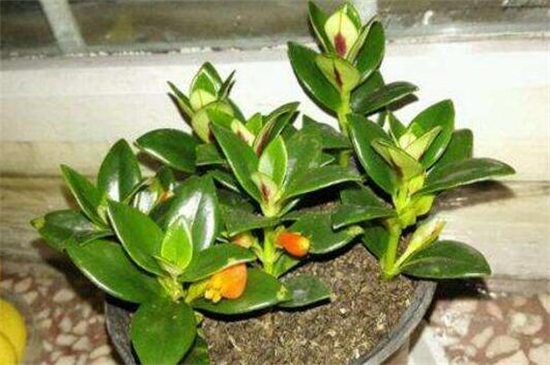 金鱼吊兰如何养