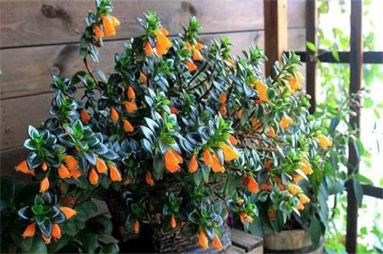 金鱼吊兰如何养