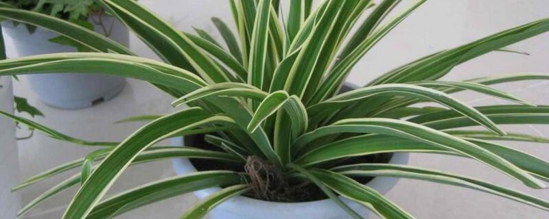 吊兰冬季如何养