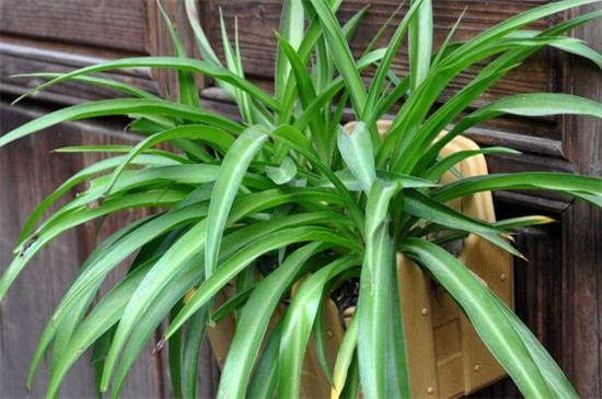 吊兰冬季如何养