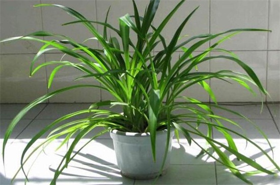 吊兰冬季如何养