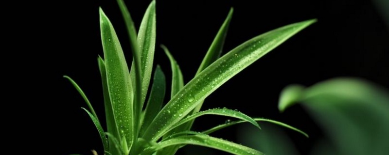 吊兰的养殖办法