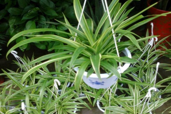 吊兰的养殖办法