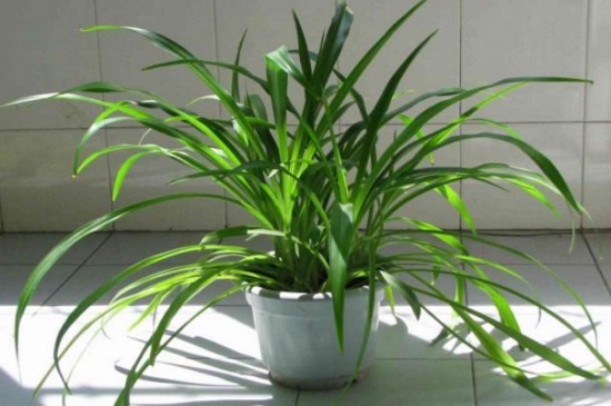 吊兰的养殖办法