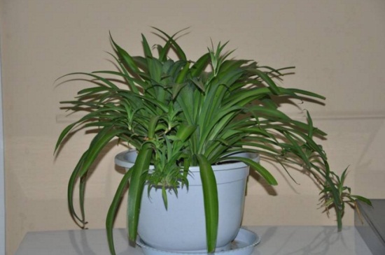 吊兰的养殖办法