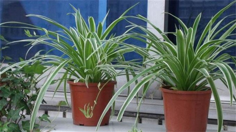 吊兰如何养长得好